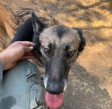 Owner saying goodbye at drop-off before safe overnight stay Fair Oaks