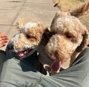 Two friendly dogs sharing playtime during boarding Sacramento CA