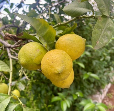 fresh biological lemon 