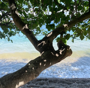 nature, mediterranee, plage peloponnese, arbre a la plage