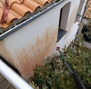 Algues rouges
