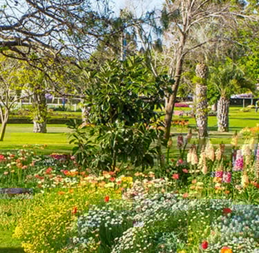 The flower beds at Laurel Bank Park in Toowoomba, Queensland.