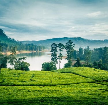 foto perkebunan teh yang ada di pangalengan bandung