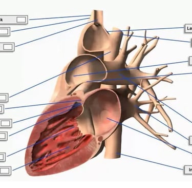 a diagram of the anatomy of the human heart