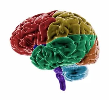 a brain scanplot of a brain scanplied brain scans