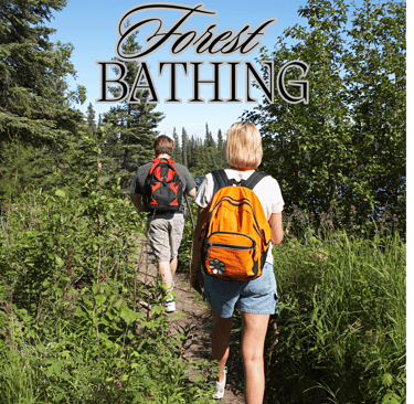 Bagno-di-foresta-camminare-nei-boschi-png