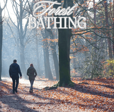 Forest-bathing-camminare-nella-foresta-png