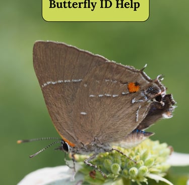 Link to Butterfly id help page