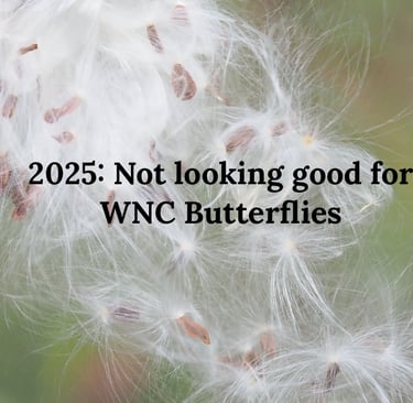 2025: Not looking good for WNC Butterflies