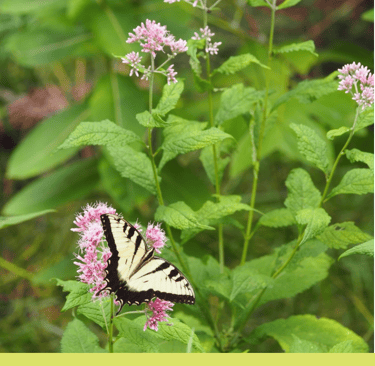 Eastern Tiger Swallowtail on Joe Pye Weed copyright 2024 Heather Rayburn