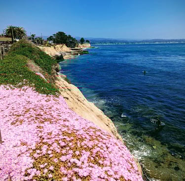 Pink ice plant flowers blooming on a scenic coastal cliff overlooking the blue Pacific Ocean in Santa Cruz.
