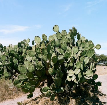 a cactus plant