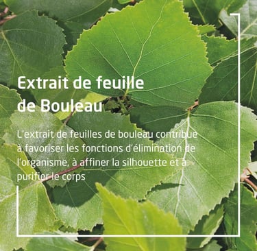 extrait de feuille