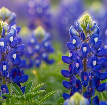 close up shot of texas state flowers