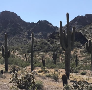 Saguaro Cactus-filled desert wilderness, dry arid terrain for survival challenges and off-grid desert hiking