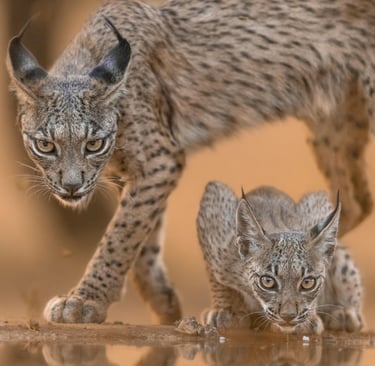 Wild bobcat with cub, representing wildlife safety, animal behavior awareness, and caution