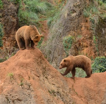 Two wild bears climbing steep cliff in forested canyon, wildlife encounter risk in wilderness survival zones
