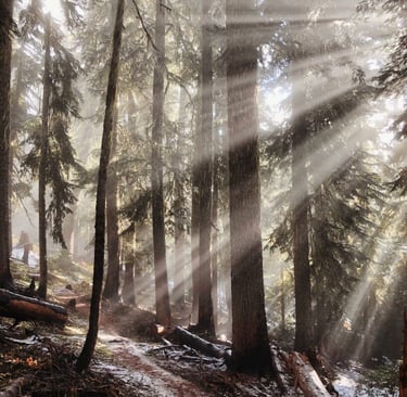 Sunbeams through pine forest trail, morning wilderness hike and shelter site scouting