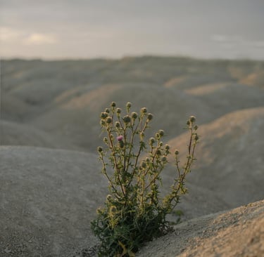 Small green plant growing in dry rocky terrain, representing desert survival and resilience