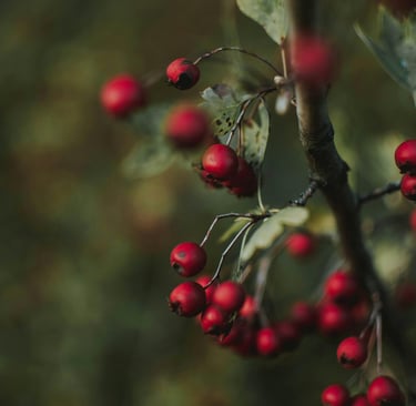 Close-up of red berries on bush, potential wild edible identification and foraging safety