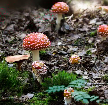 Wild mushrooms on forest floor, identifying fungi and foraging risks in wilderness survival