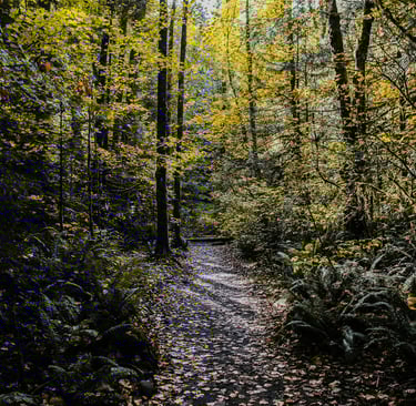 Leaf-covered hiking path in golden autumn forest, seasonal wilderness navigation and shelter scouting