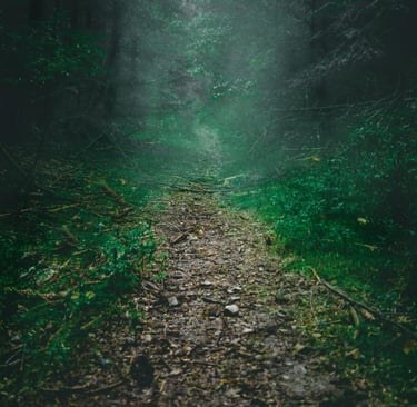 Lonely trail in dark misty forest, wilderness navigation and mental preparedness in low visibility survival