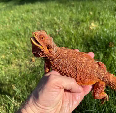 Female Hypo Red Monster Bearded Dragon