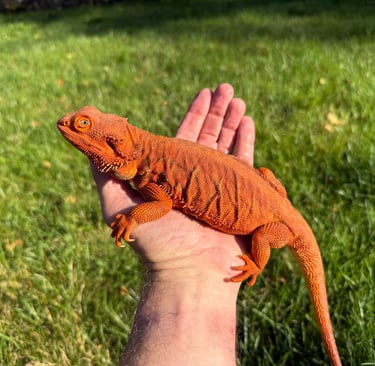 Female Hypo Leatherback Red Monster Bearded Dragon