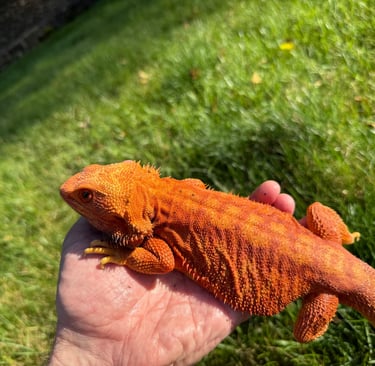 Male Red Belgium Blood Sandfire Hypo Trans Bearded Dragon