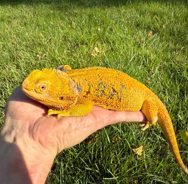 Female Hypo Citrus Tiger Bearded Dragon