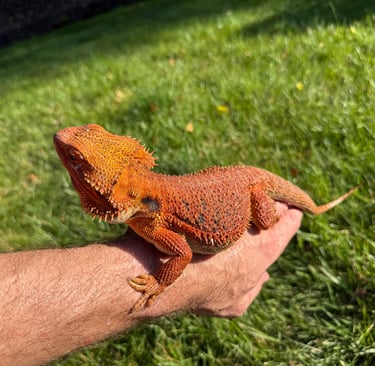Male Het Albino, Het Hypo, Het Trans Red Monster Bearded Dragon