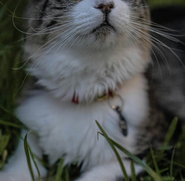 a cat sitting on the grass with a cat