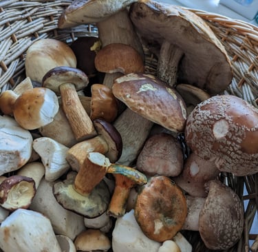 a basket of mushrooms