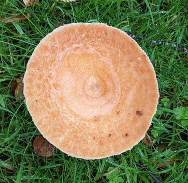 Saffron milkscap mushroom, topdown image