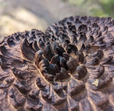 Close zoom of the top of a scale hedgehog mushroom