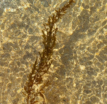 Japanese wire weed in the water