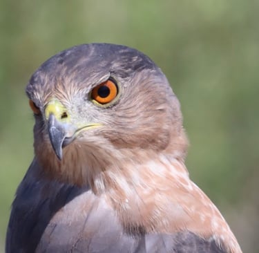 This is the Cooper's Hawk that sparked my interest in birding.