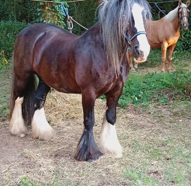 Irish Cob Horse randocheval22 Brittany France