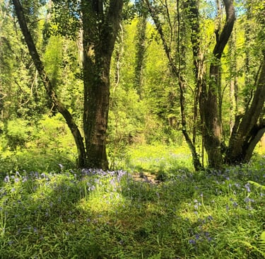 Peaceful forest scene near Belle-Isle-en-Terre in Brittany, with bluebells in bloom under tall trees