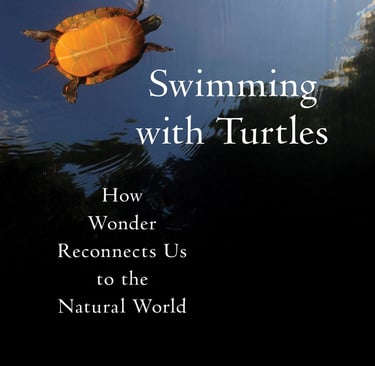 Cover image for Swimming with Turtles: How Wonder Reconnects Us to the Natural World by Susan Baur.