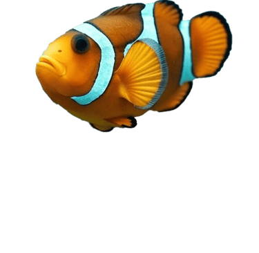 Poisson clown gite chez claudia