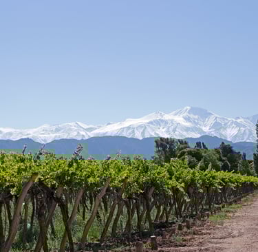 Vineyards in Medonza, Argentina