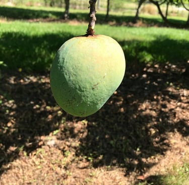 Unripe Alphonso Mango on the tree in sunshine.