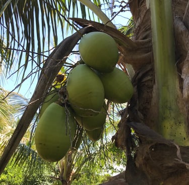 Green or Tender Coconuts on tree