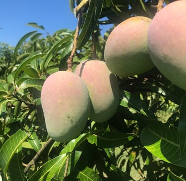 Kesar Mangoes, unripe, on tree surrounded by leaves and enjoying sunshine