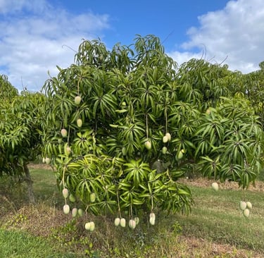 Mango tree with logs of mangoes