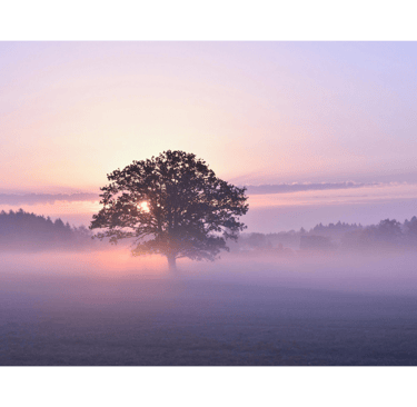 Solitary oak tree in a misty meadow at sunrise with purple and orange sky.