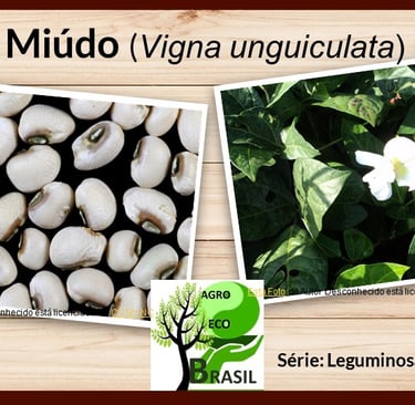 feijão miúdo