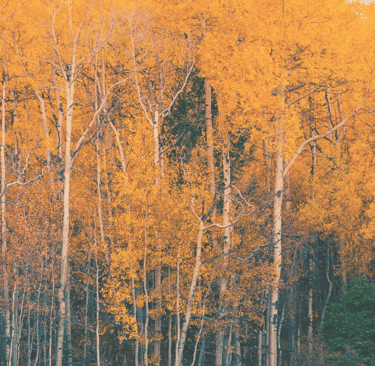 golden-woods-aspens